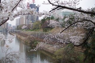 市ヶ谷駅 桜