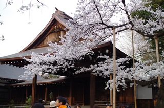 靖国神社 桜