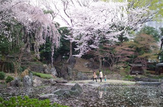 靖国神社 桜
