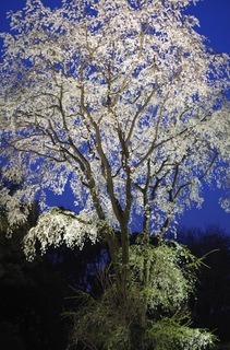 六義園 桜