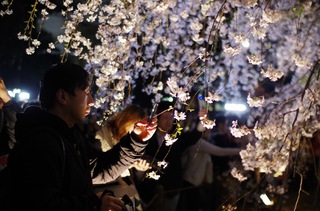 六義園 桜