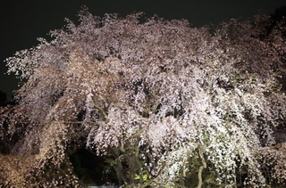 六義園 桜
